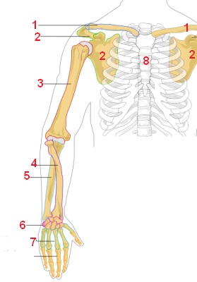 Armknochen (Anatomische Übung)