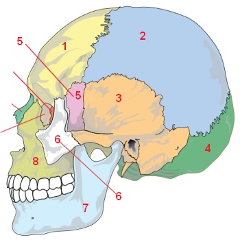 anatomische Übung Schädel