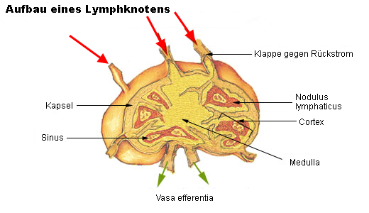Aufbau des Lymphknotens