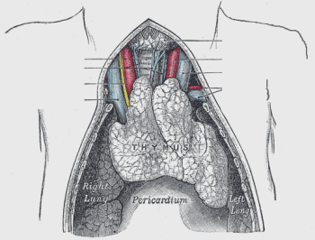 Thymus beim Fetus