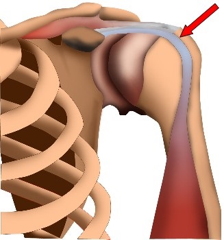 Anatomie der langen Bizepssehne