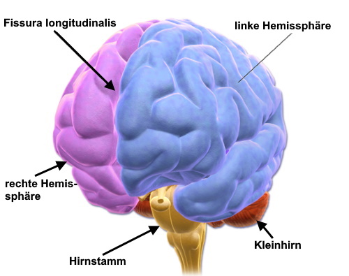 Längsfurche des Gehirns