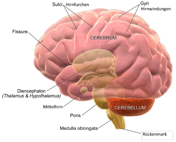 Teile des Gehirns