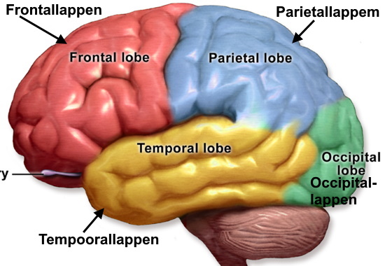 Hirnlappen des Großhirns