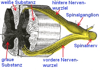 reflexbogen