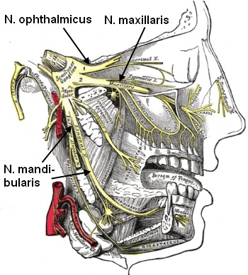 Nervus trigeminus