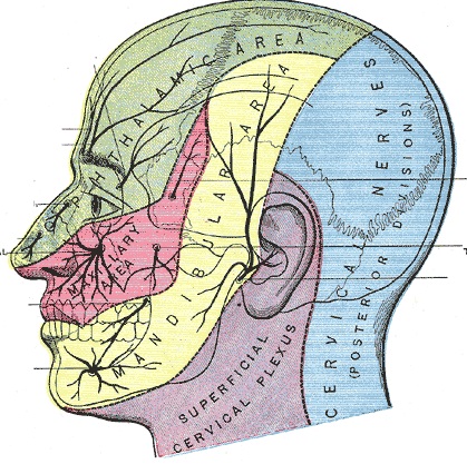 Trigeminus