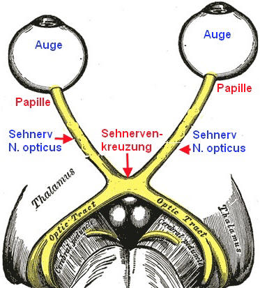 Nervus opticus