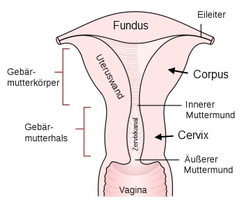 Muttermund wo liegt der Placenta liegt