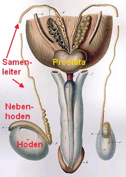 Infektionsweg bei Entzündung des Hodens