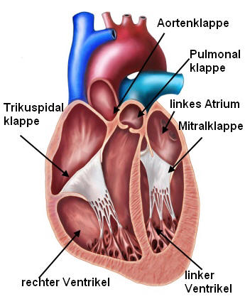 Herzklappen