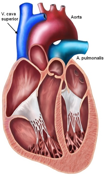 Vena cava am Herz