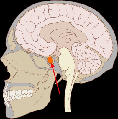 Hypophyse Hirnanhangdrüse