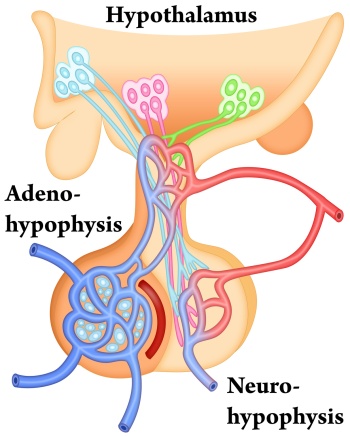 Hypothalmus zur Regulation der Schilddrüse