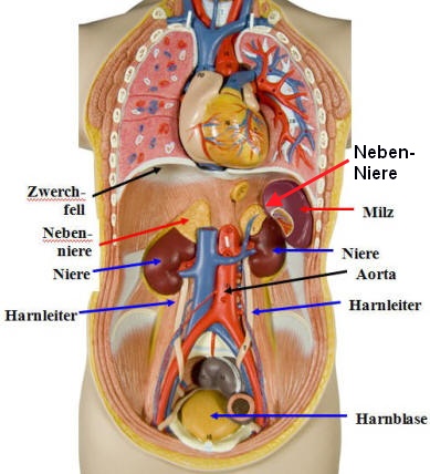 Anatomie: Nebenniere
