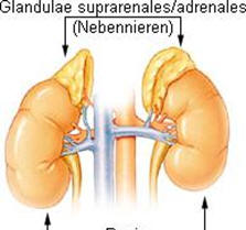 Nebenniere und anatomische Bezeichnungen