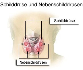 Schildrüse