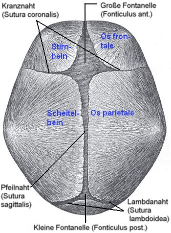 Fontanellen