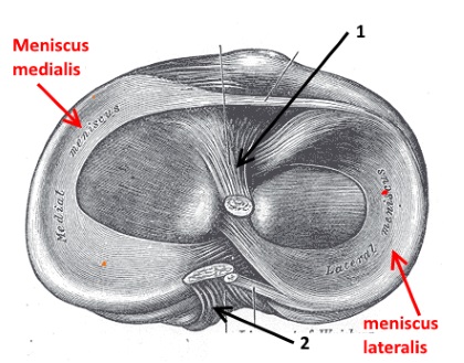 Meniscus