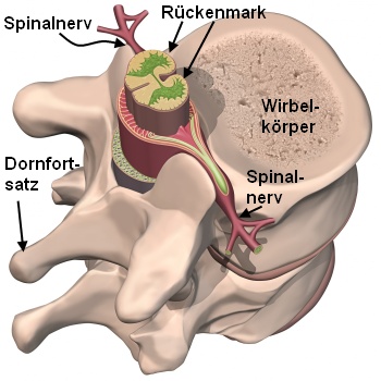 Spinalganglion für Varizellen-Virus