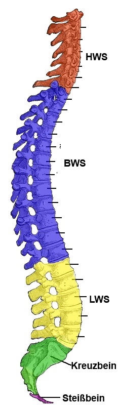 Wirbelsäule mit physiologischen Krümmungen