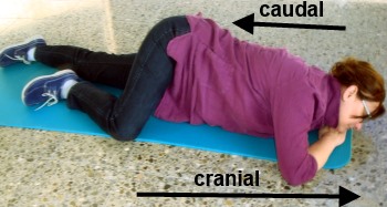 cranial caudal