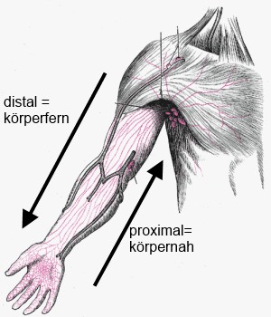 distal und proximal