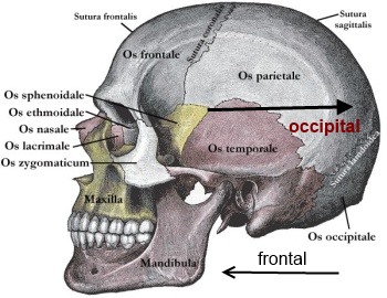 frontal und occipital