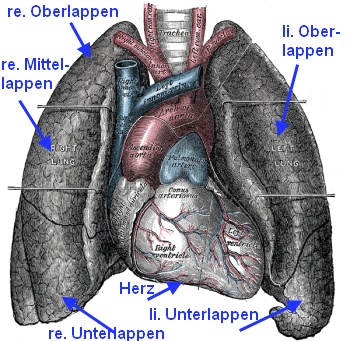 Lungenlappen