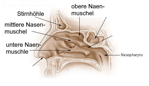 Nasenmuscheln 