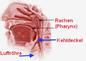 Rachen Kehldeckel