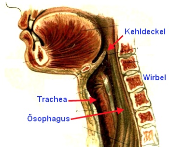 Trachea