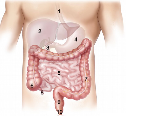 Lage der Leber im Abdomen