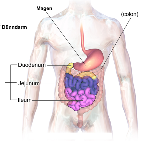 Teile des Dünndarms