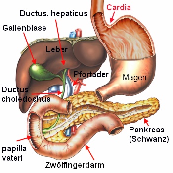 Bauchspeicheldrüse, Pankreas, Leber