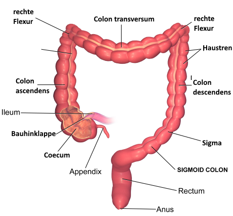 Teile des Dickdarms