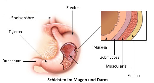 Schichten im Darm