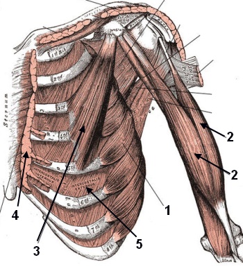 Anatomische Übung Muskulatur