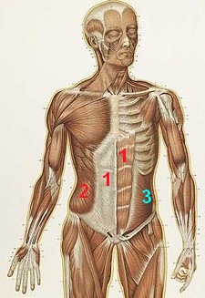 Bauchmuskeln: antomische Übung
