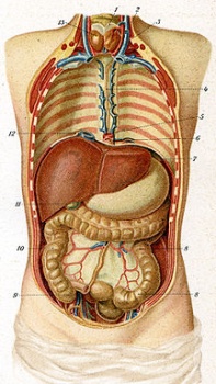 innere Organe