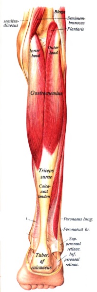 Musculus gastrocnemius