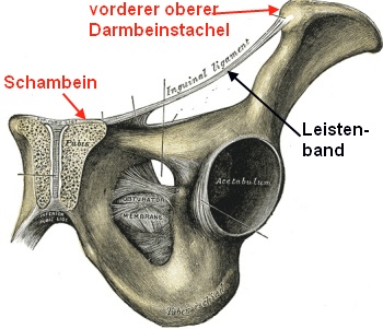 Leistenband