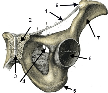 Anatomische Übung Leistenband