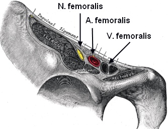 Anatomie unter dem Leistenband