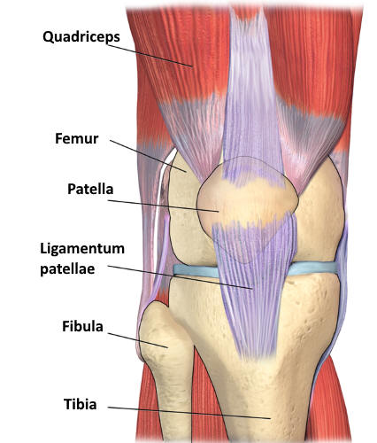 Ligamentum patellae