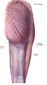 Muskelfascie