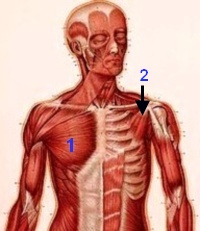 Pectoralis