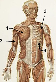 anatomische Übung: Muskeln