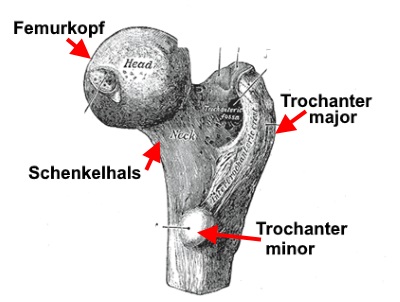 Trochanter