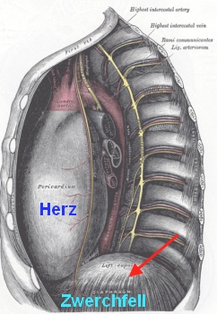 Zwerchfell seitlich